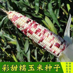 玉米种子彩糯玉米白甜糯可口抗性强水果蔬菜籽春秋四季播非转基因