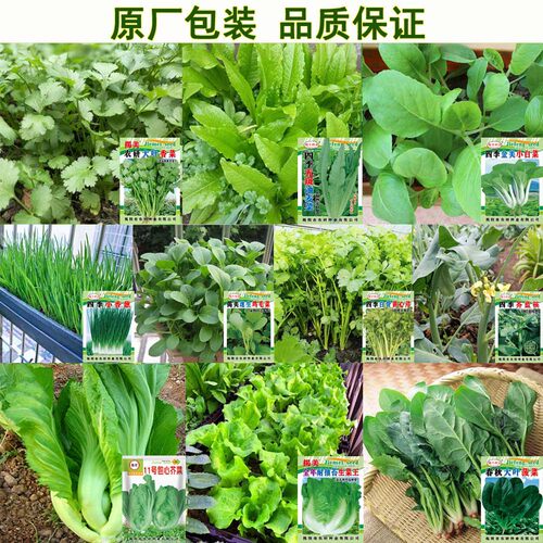 10种蔬菜种子套餐 秋冬季四季农家种子 阳台庭院种菜 菜籽易种