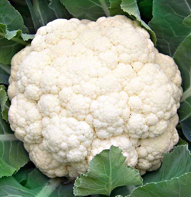 白菜花种子花椰菜松花菜健康营养蔬菜秋冬春播厂家原装高发芽率