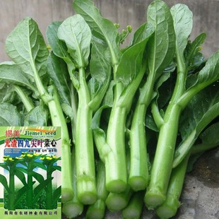 四季 蔬菜种子 阳台种菜 广东四九尖叶油青菜心 厂家原装25克