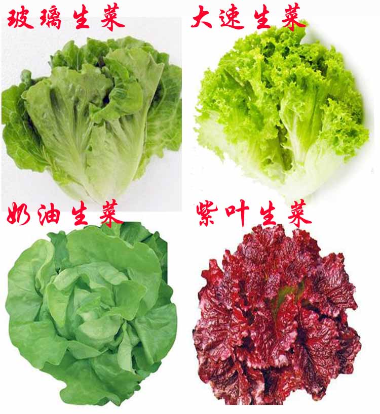 种子奶油玻璃生菜阳台庭院四季播