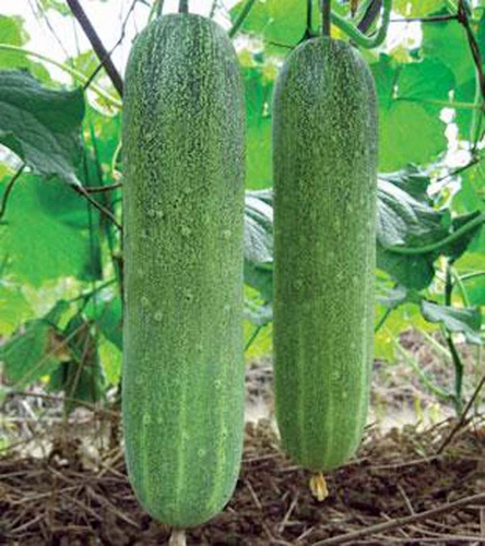 Daaqing Hanging Melon Seed Seed Cucumber Cucumber Cucumber Cucumber Cucumber Spring, Summer и осень Four Seasons.