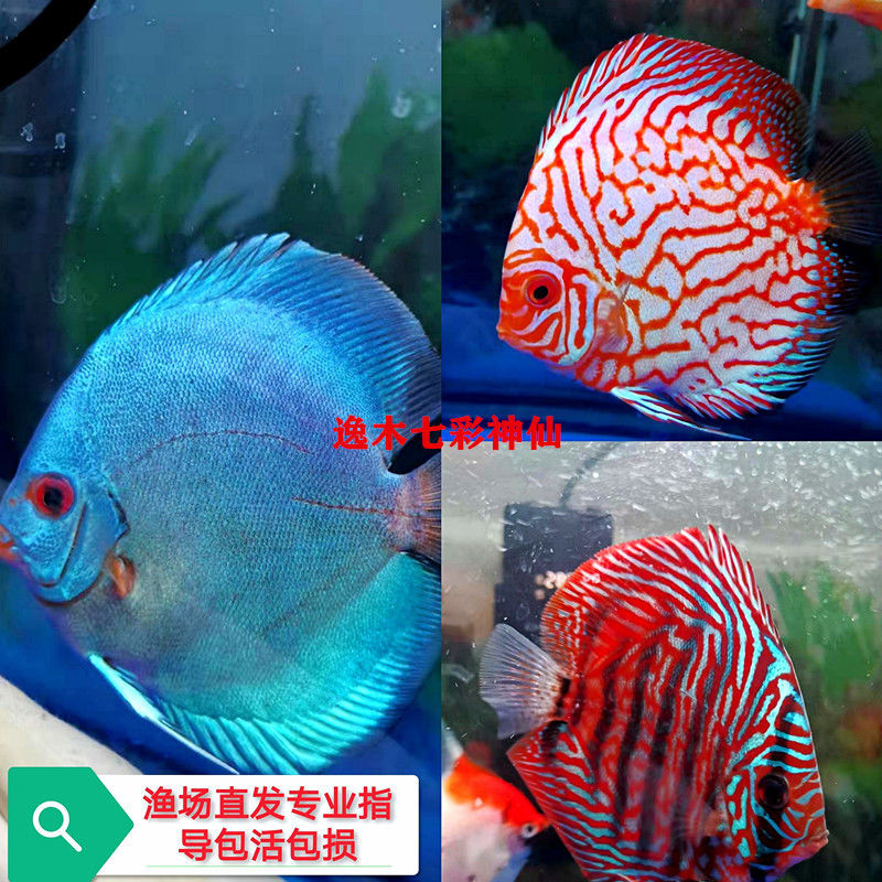 招财中小型易养渔场直销七彩神仙