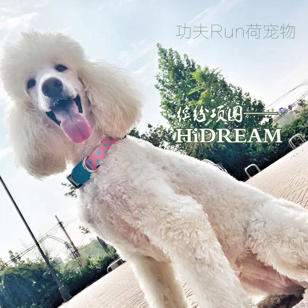 hidream缤纷狗狗项圈中大型犬图片