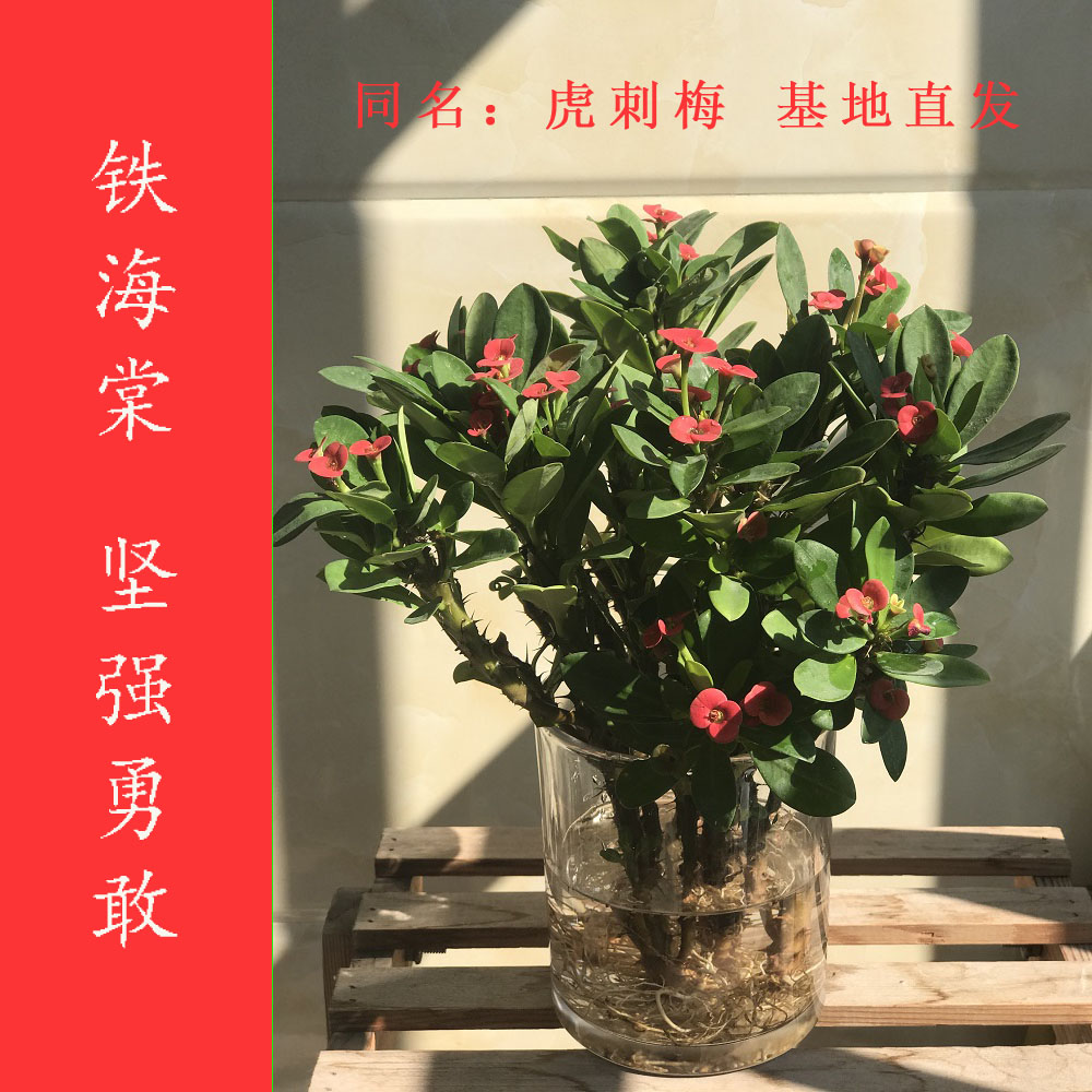 水培绿植虎刺梅室内易存活盆栽万年青四季常青桌面四季开花好养