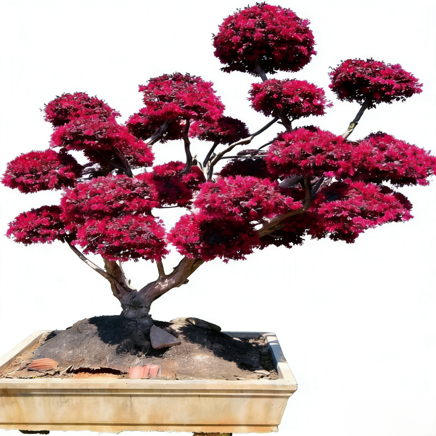 仿真红继木景观树庭院花园造景装饰造型独特易打理假树