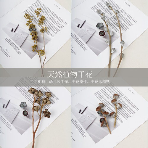 天然植物干花永生花僵尸果小米果散装果实diy植物材料包幼儿园