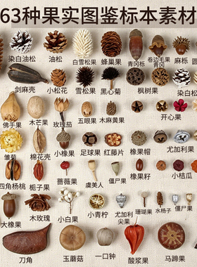 天然植物果实果壳相框标本材料装饰幼儿园手工diy圣诞节材料包