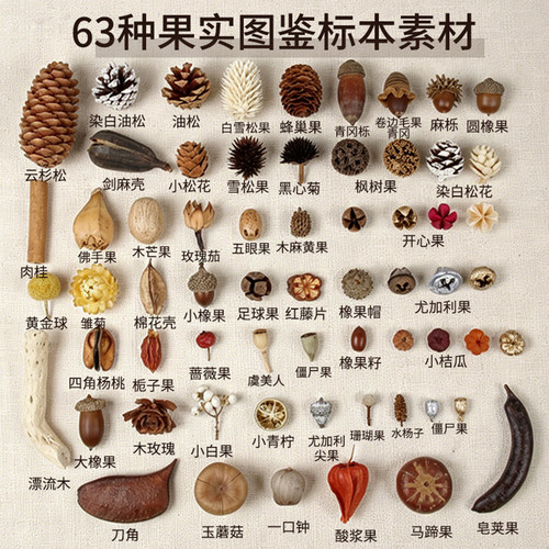 天然植物果实果壳相框标本材料装饰幼儿园手工diy圣诞节材料包
