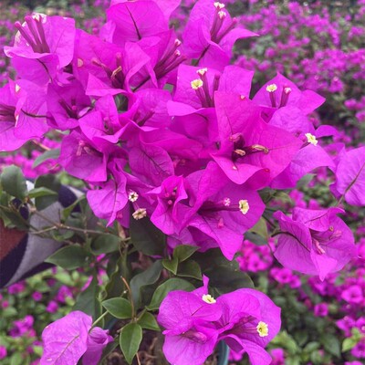 爬藤植物绿植带盆好养易活楼顶