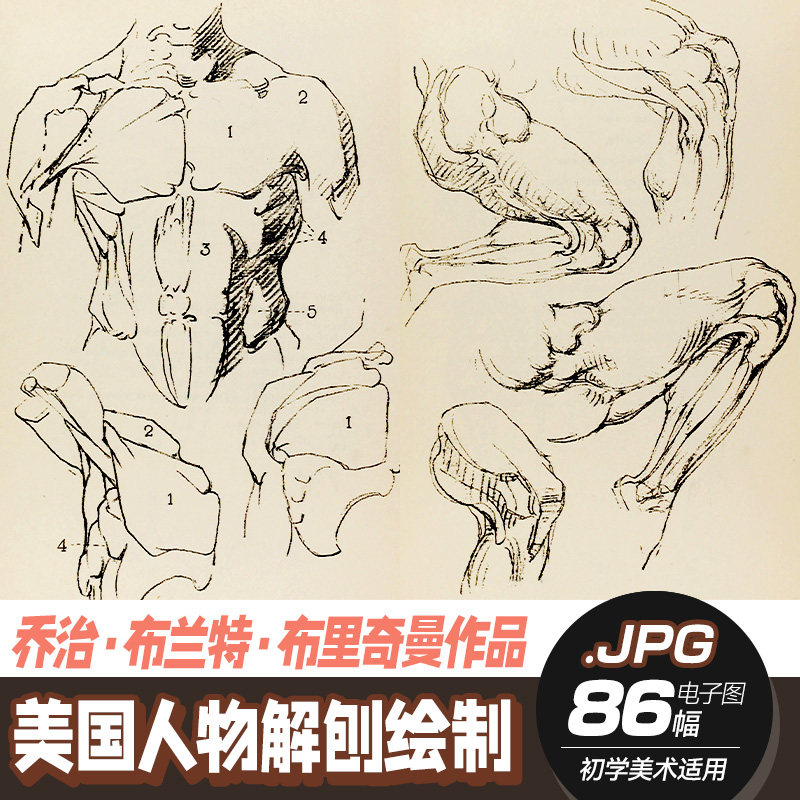 【初学美术图集】r205美国bridgman艺术人物解剖绘制电子图库素材