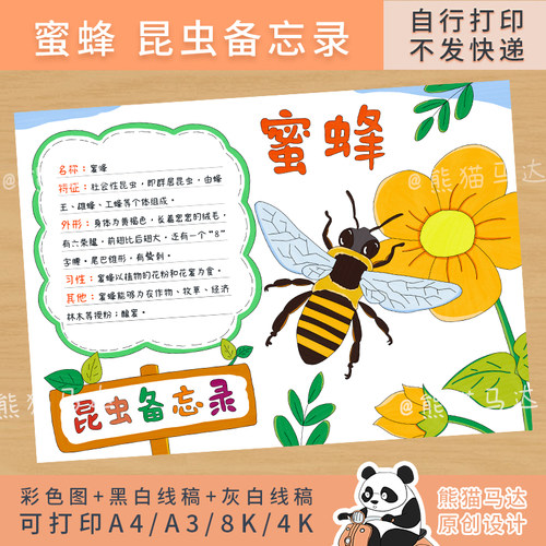 235熊猫马达 蜜蜂昆虫备忘录卡片昆虫记手抄报记录卡自然笔记线稿