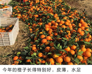 赣南脐橙信丰天华山富硒晶橙玲珑果10斤 装 香甜清火 小果也美味