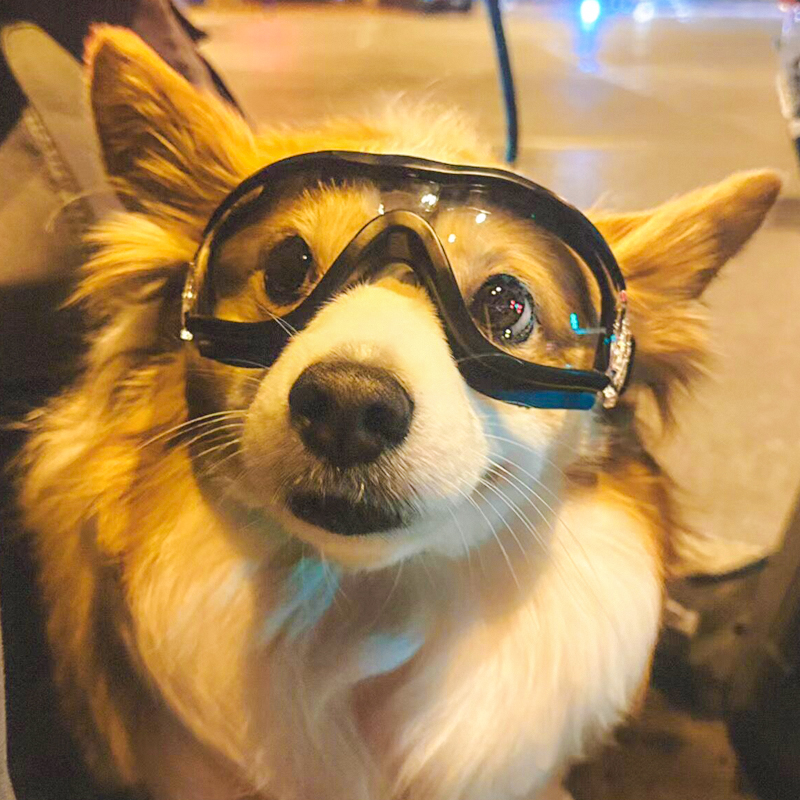 宠物眼镜柯基泰迪金毛中大小型犬墨镜滑雪防晒防风眼镜狗狗护目镜