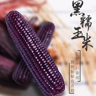 一級(jí)玉米軟糯 24年新貨網(wǎng)紅美食山西非轉(zhuǎn)基因甜糯黑玉米真空7根裝