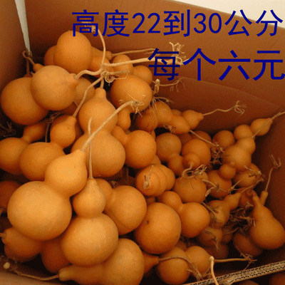 特低价大量中葫芦大葫