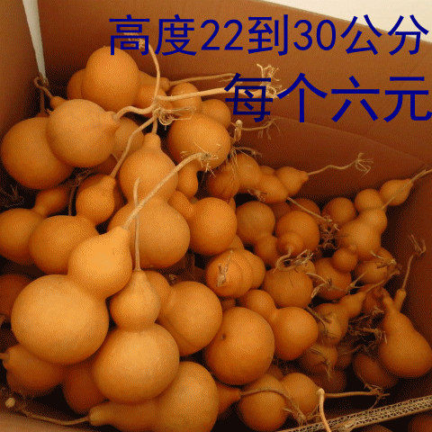 特低价大量中葫芦大葫