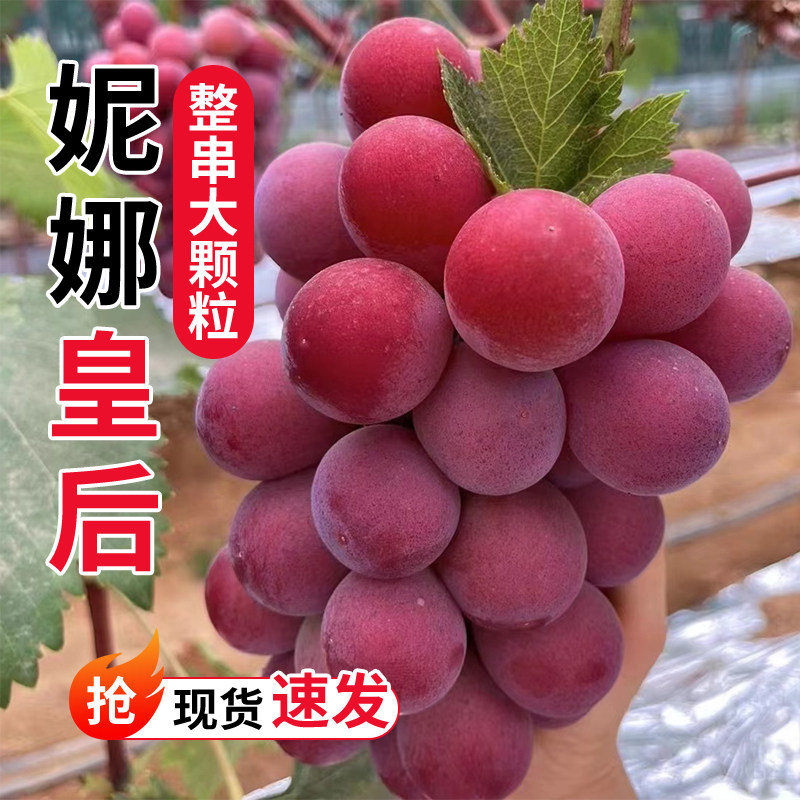 妮娜皇后葡萄新鲜当季整串大颗粒现货速发辽宁大连特产