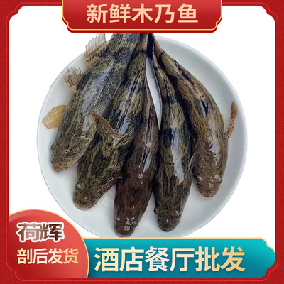 木乃鱼新鲜沙塘鳢土呆子鱼木奶鱼土憨巴笋壳鱼酒店餐饮食材顺丰