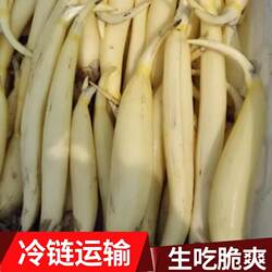 2025莲藕新鲜特产水果嫩藕脆藕生吃嫩炒藕非马踏湖白莲藕带新花藕