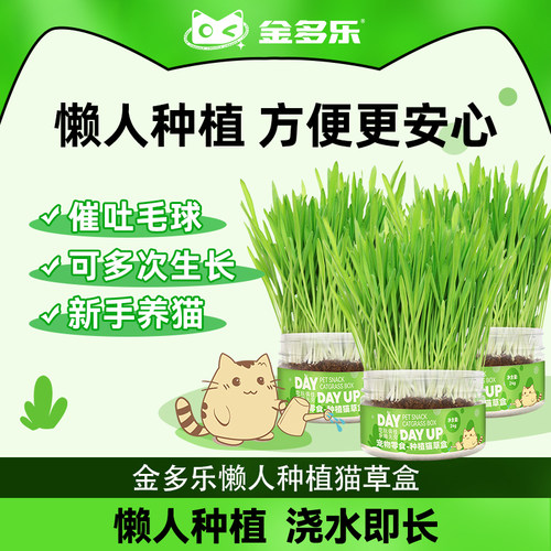 金多乐猫草盆栽种子懒人种植