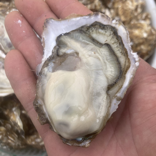 未分拣更划算口感更哇塞