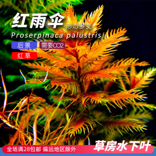 红雨伞水下叶打头水草后景有茎阳性草鱼缸造景荷兰景