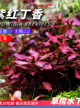 紫红丁香绿草房水下叶打头水草红色中后景有茎草鱼缸造景二氧化碳