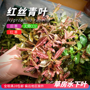 红丝青叶后景水草水下叶打头有茎草荷兰景淡水新手好养无二氧化碳