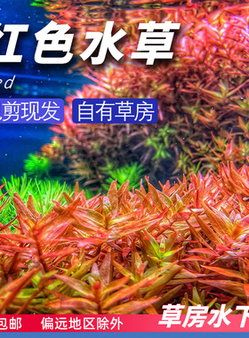 红色系水草水下叶打头草房新手好养草鱼缸造景有茎阳性