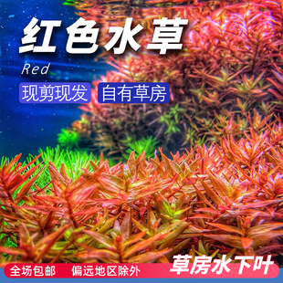 红色系水草水下叶打头草房新手好养草鱼缸造景有茎阳性