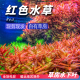红色系水草水下叶打头草房新手好养草鱼缸造景有茎阳性