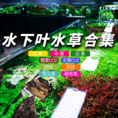 草房水下叶水草红草阴性前中后景草鱼缸造景新手好养无需二氧化碳