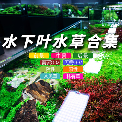 草房水下叶前中后景草