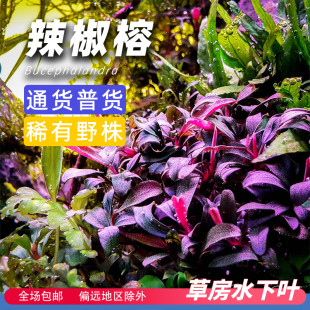 野株幽灵蓝精灵辣椒榕柯达岗新手阴性中景水草草鱼缸造景可粘可绑