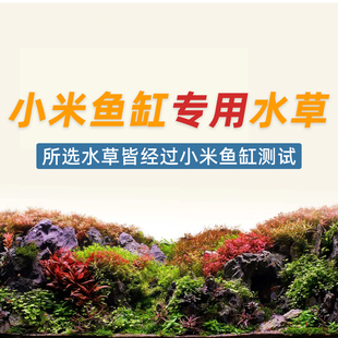 小米鱼缸水草水下叶草缸造景套餐阴性前景中景后景无需二氧化碳