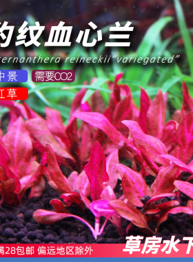 豹纹血心兰草鱼缸造景中后景红色无需二氧化碳CO2淡水水草荷兰景