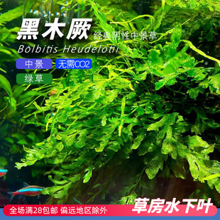 矮种黑木厥水下叶草鱼缸造景中景水草蕨类阴性无需二氧化碳CO2