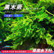 矮种黑木厥水下叶草鱼缸造景中景水草蕨类阴性无需二氧化碳CO2