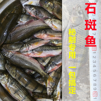 单开光唇鱼小白条马口溪流钓石斑