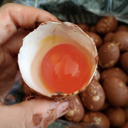 生咸鸭蛋包粽子农家正宗新鲜带泥腌制蛋黄酥流油糯米蛋红心咸蛋