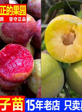 三华李苗大树苗 前排银妃三华李树果树苗李子果树苗盆栽地栽庭院