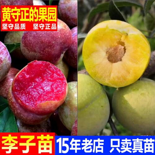 三华李苗大树苗 前排银妃三华李树果树苗李子果树苗盆栽地栽庭院
