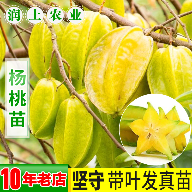 杨桃苗嫁接盆栽酸甜马来西亚台湾