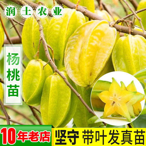 杨桃苗嫁接盆栽酸甜马来西亚台湾