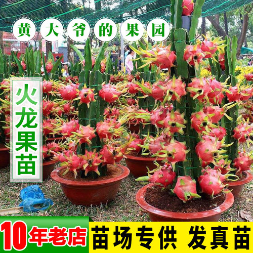 火龙果苗盆栽红肉台湾特大嫁接