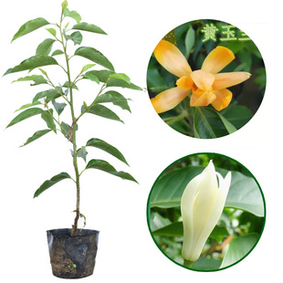玉兰花苗树苗盆栽嫁接苗白兰花黄角兰苗白玉兰花苗黄玉兰苗阳台