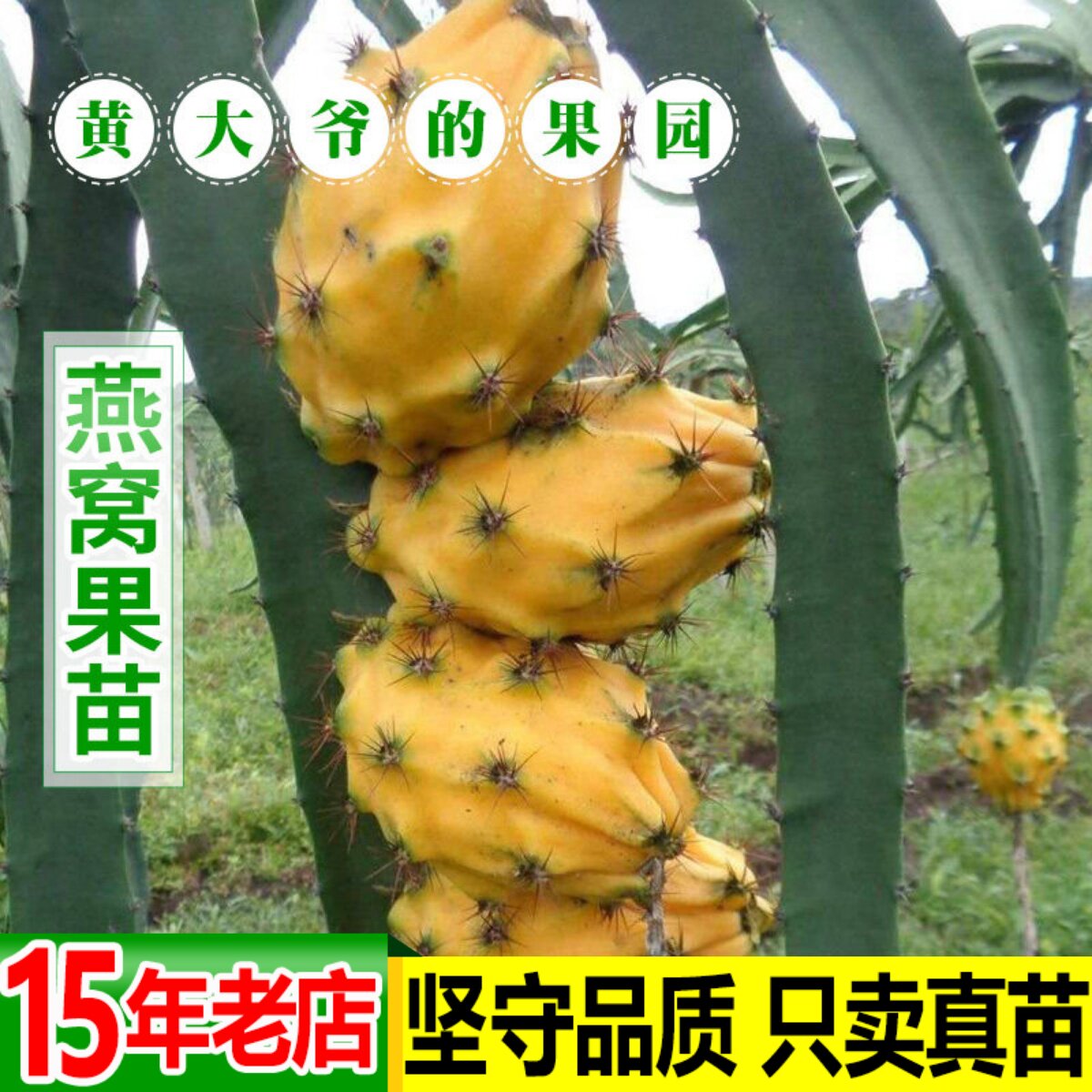 燕窝火龙果苗 麒麟果黄皮 红肉火龙果苗黄心果苗盆栽树苗四季结果