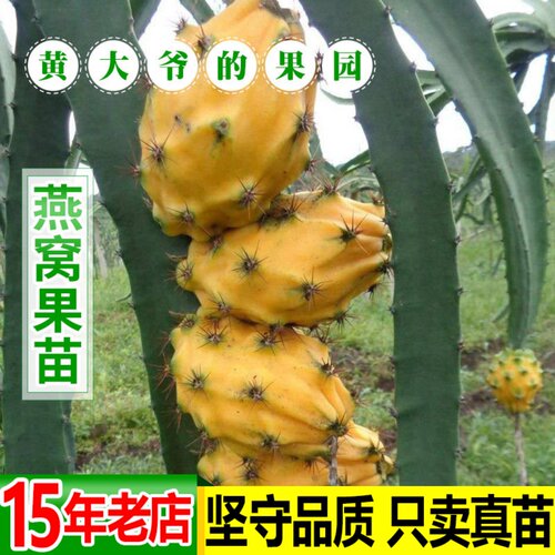 火龙果燕窝果黄心果红肉黄皮