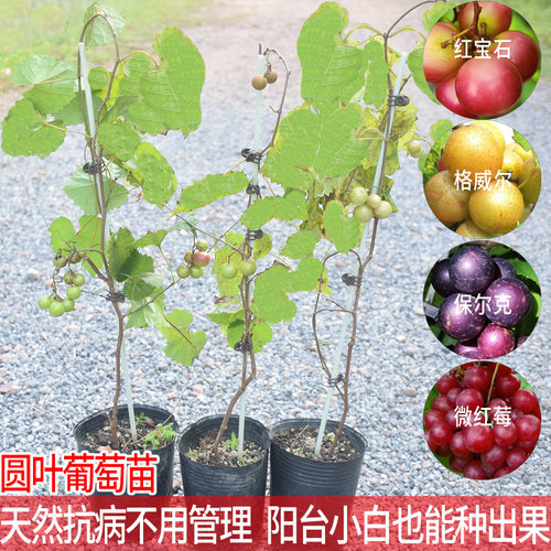 圆叶葡萄苗阳台小白也能种出果